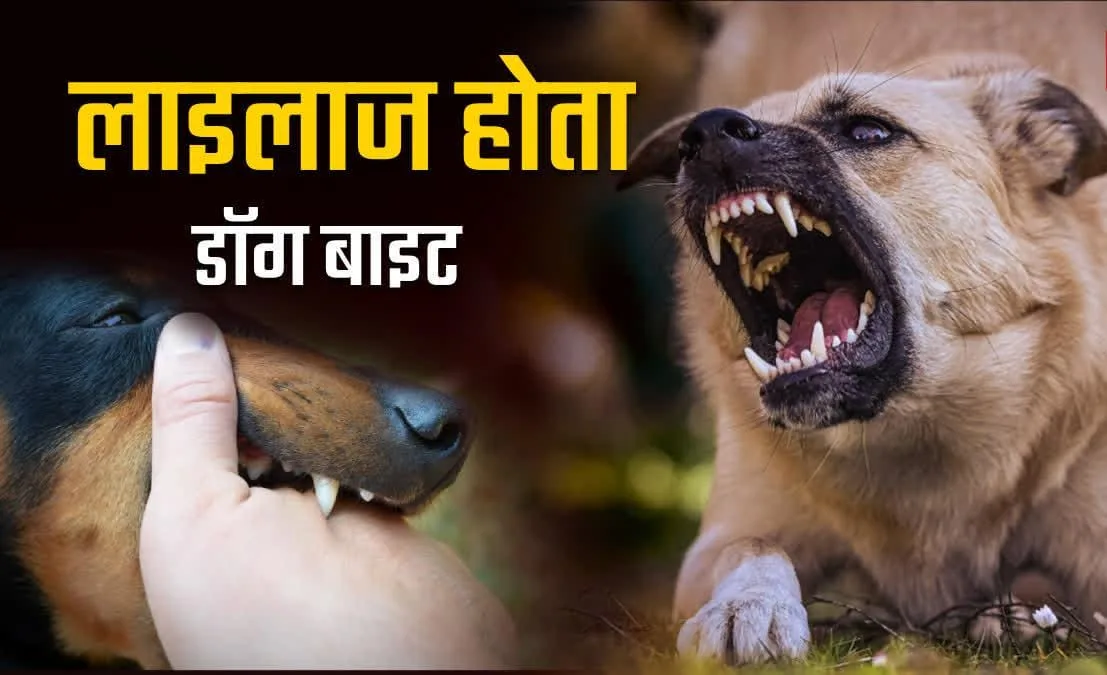 शिवपुरी में आवारा कुत्तों का आतंक, 24 घंटे में 11 डॉग बाइट केस से बढ़ी चिंता