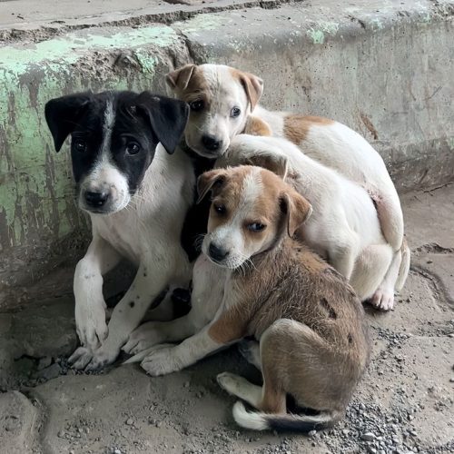 Supreme Court Hearing on Stray Dogs Today – आवारा कुत्तों पर सुप्रीम कोर्ट में आज सुनवाई