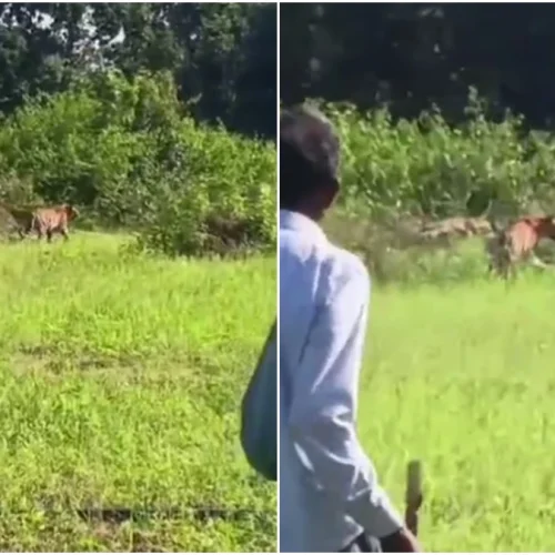 उमरिया: बांधवगढ़ टाइगर रिजर्व के पनपथा रेंज में दो बाघों की दस्तक से गांवों में दहशत, शिकार की तलाश में घुसपैठ